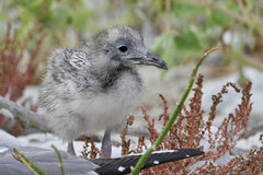 Swallow-tailed Gull